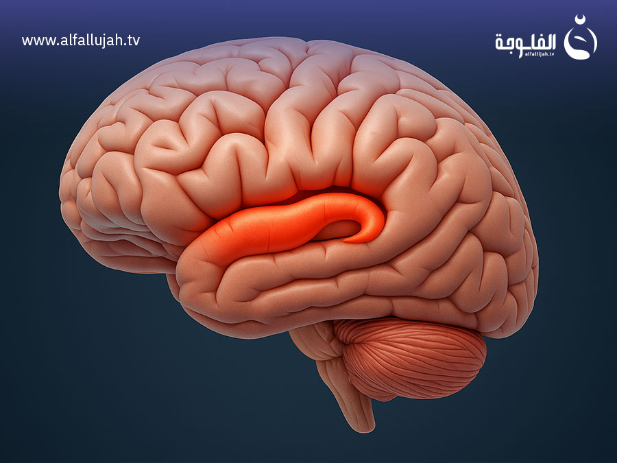 الذاكرة البصرية في الدماغ
